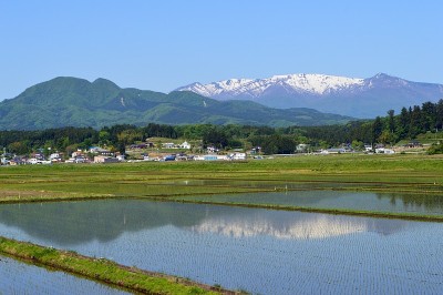 日本稻田