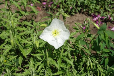 5月开单朵白色花