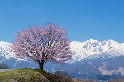 风景与白波山脉和樱花。