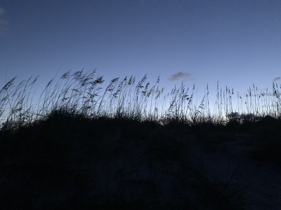 日落海燕麦