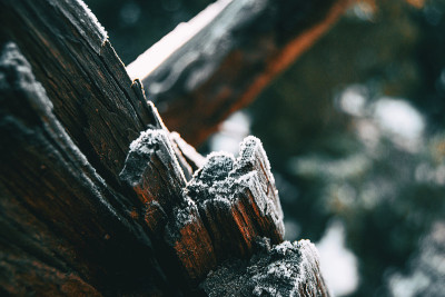 一块块的树皮被一层薄薄的雪覆盖着