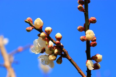 梅，花，春，花，节日，乡村，