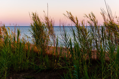 美丽的夕阳，海边的芦苇