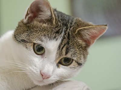 欧洲家猫，肖像einer jungen Hauskatze