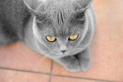 英国短毛猫躺在瓷砖上