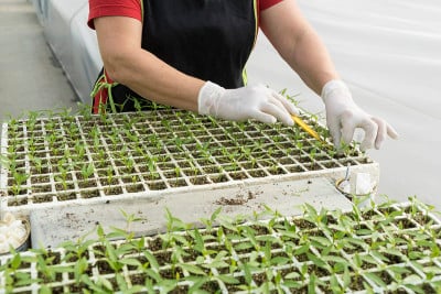 室内绿叶植物生态温室