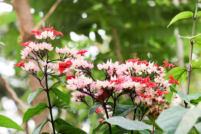 龙花228
