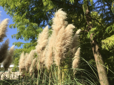秋季传统的大草原草