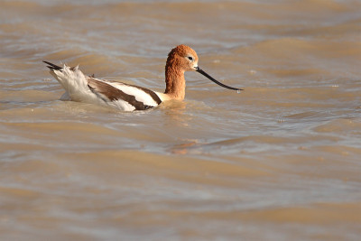 Avocet湖