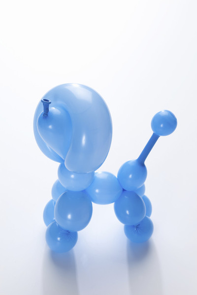 贵宾犬的气球