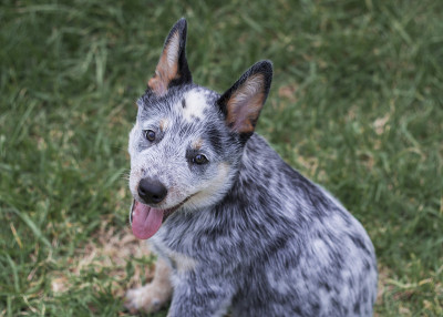 友好的澳大利亚牧牛犬(蓝色heeler)小狗坐在户外的草地上看着镜头嘴巴张开