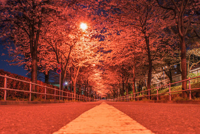 点亮樱花(调府，东京)