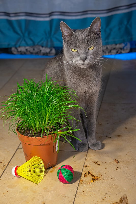 可爱的家猫的肖像，灰色俄罗斯蓝品种的母与绿色的眼睛，绿色的猫草与猫玩具周围的花盆。