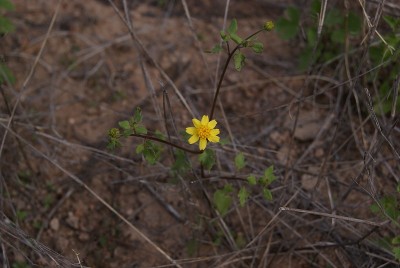 Bitterweed