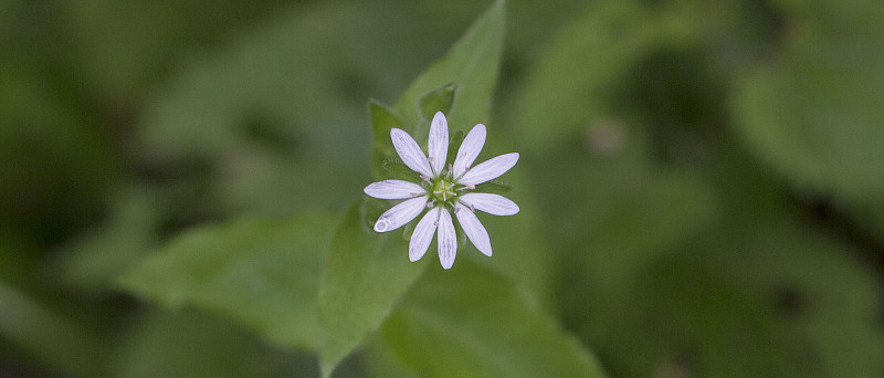 繁缕