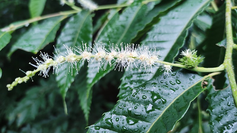 栗叶花吃栗子