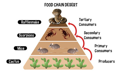 图显示沙漠食物链的教育