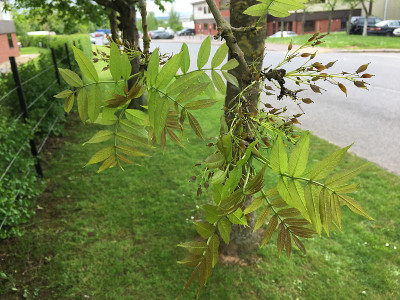 白蜡(Fraxinus excelsior)树- 2018年5月
