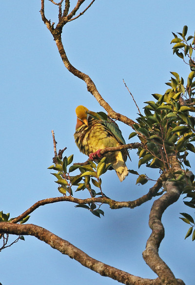 Pink-spotted Fruit-dove
