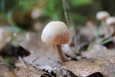 叶子和橡子下的蘑菇