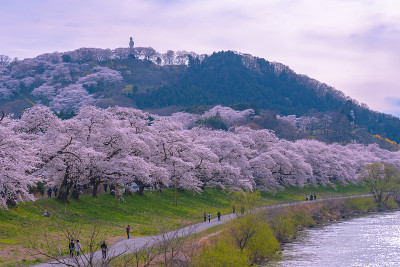 白石河千樱一览(白石川堤仁仙樱)