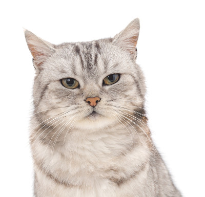 灰色的猫。