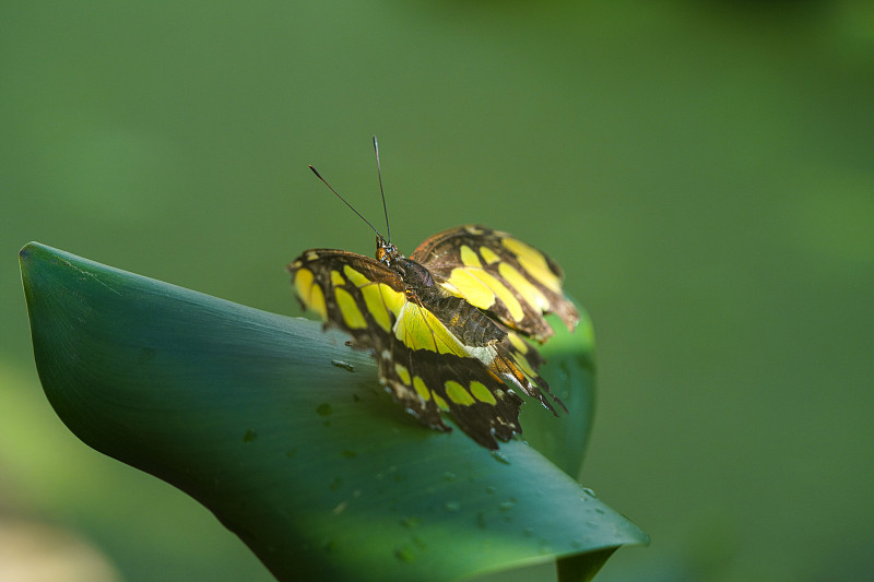 孔雀石蝴蝶，Siproeta stelenes是一种新热带刷足蝴蝶