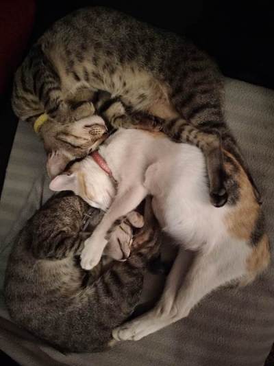 三只猫和一只怀孕的猫睡在一起，互相拥抱