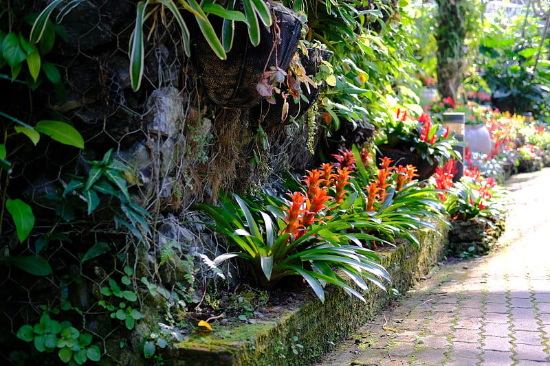 凤梨属植物生长在花园里