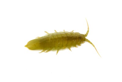 Idotea balthica