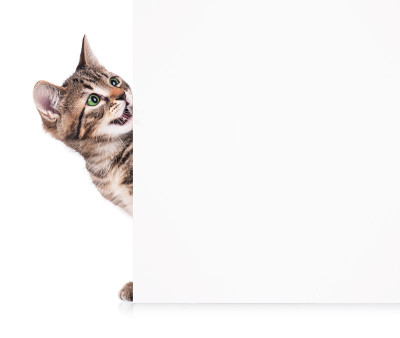 可爱的小猫