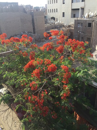 花