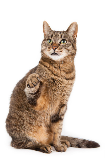 空中有爪子的混合猫