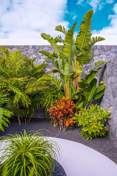 街上的热带植物。植物美学壁纸。金丝雀岛旅游