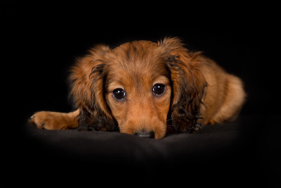小长毛腊肠犬幼犬