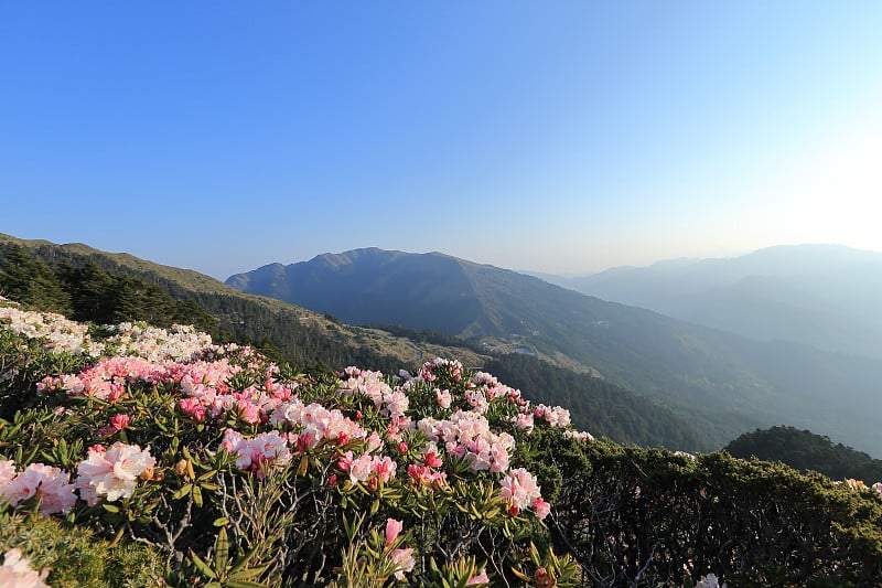 杜鹃花,华山