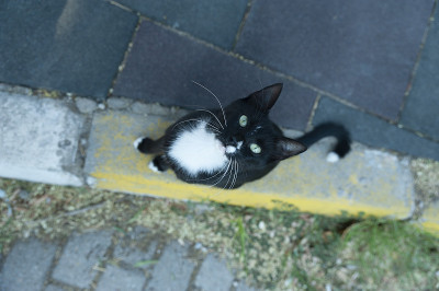 低头看着黑猫