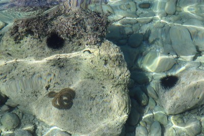 阳光明媚的日子，透明的海水和海胆在海底的一块石头上