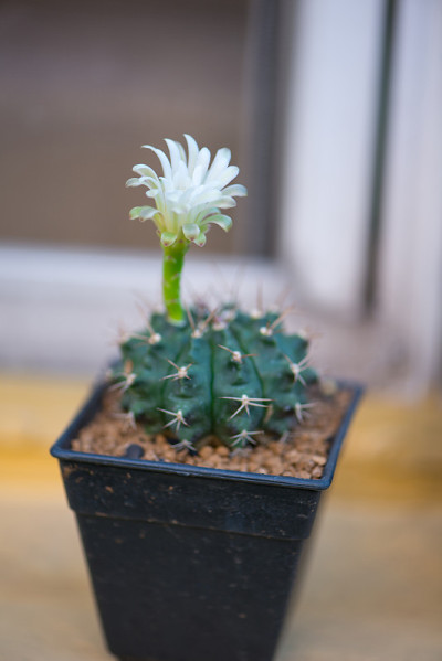 盆中花萼和白花