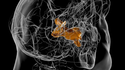 人类骨骼颚骨解剖3D