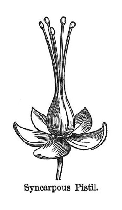 古插图-花-合心雌蕊