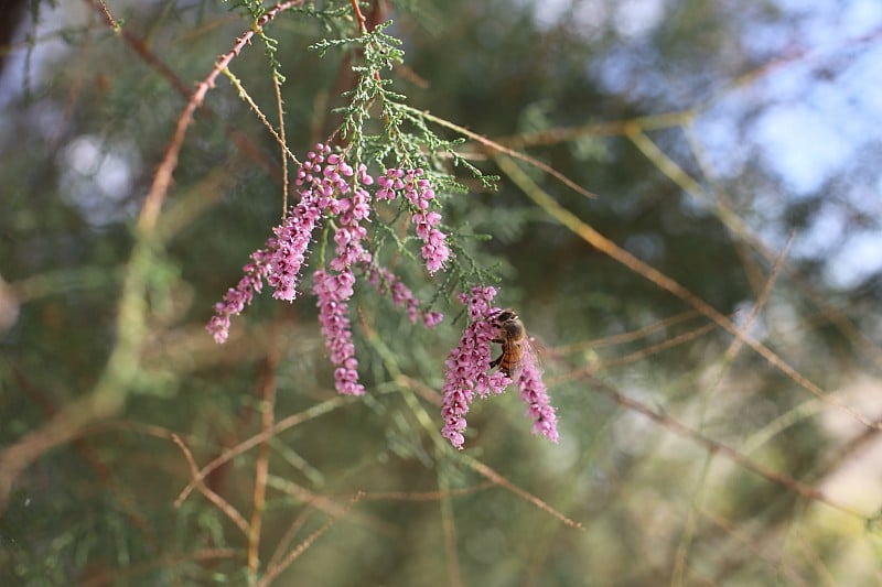 粉红色花朵上的蜜蜂