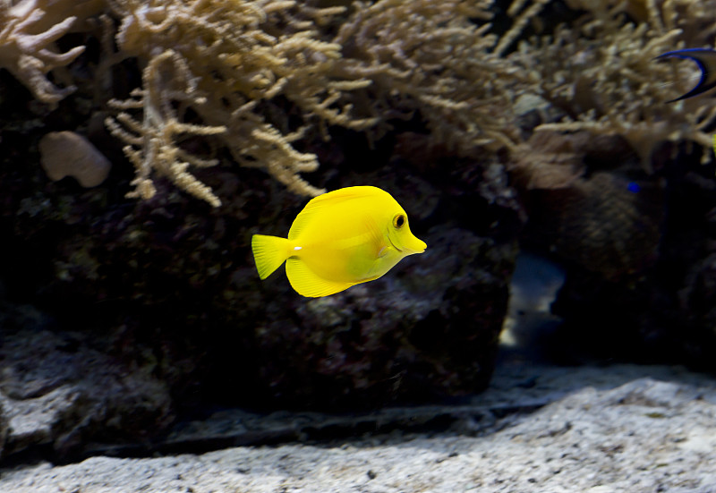 水族鱼斑马鱼航行黄色。