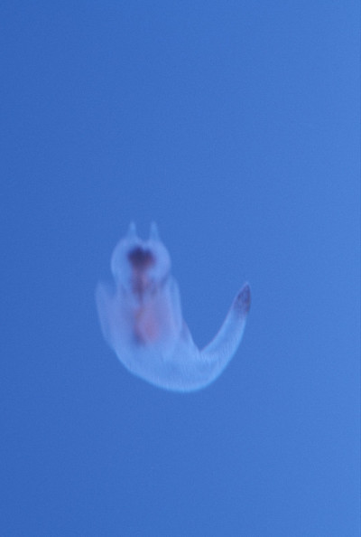 Clione