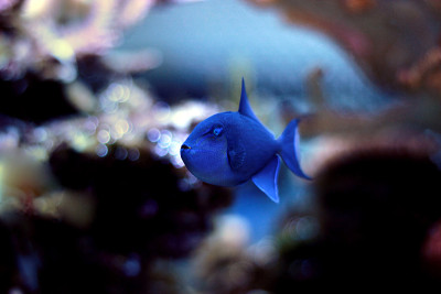 尼日尔Triggerfish (Odonus Niger)