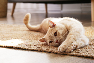 漂亮的红色条纹猫在家里偷懒。