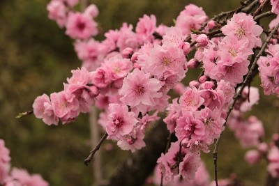 梅花