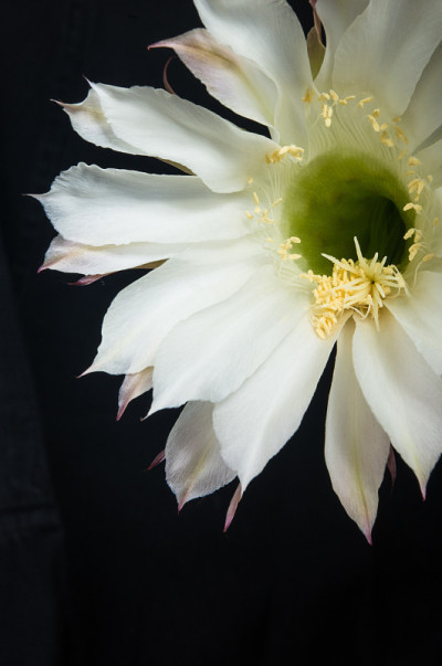 仙人掌棘芥，选择性聚焦，特写