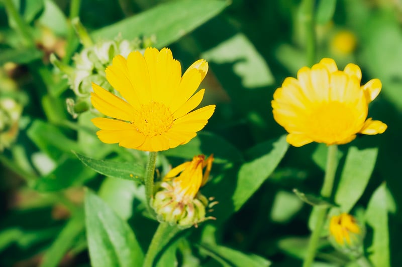 CalÃ©ndula officinÃ¡百合花