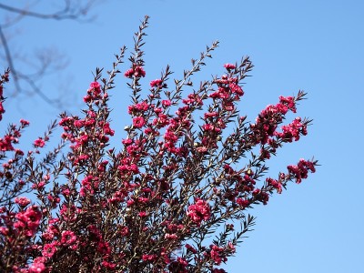 日本东京，2021年2月2日:新西兰茶树花